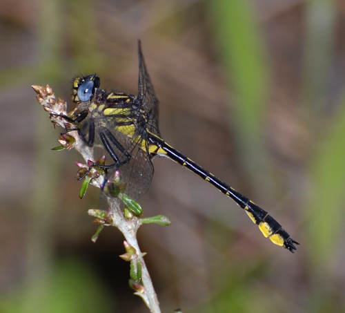 Male
2008_04_13_FL